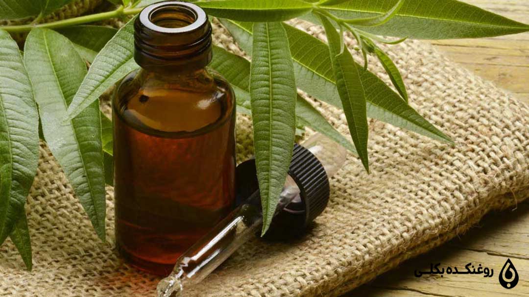 روغن درخت چای در کنار برگ چای